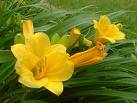 Stella D Oro Daylily